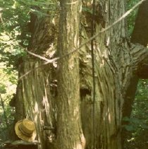 Stump of old Apple Island Cottonwood Tree (Spring 1987).