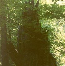 Stump of old Apple Island Cottonwood Tree - South side on north end of marsh (Spring 1987).