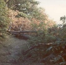 Apple Island woods (1990).
