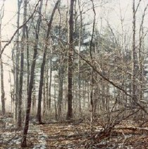 Picture of Apple Island.