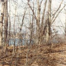 Trees and Fallen Leaves on Apple Island