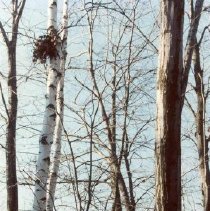 Birch Tree with Nest on Apple Island