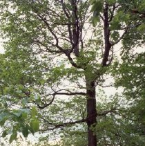 Picture of Apple Island.