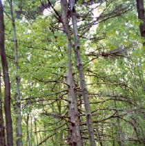Picture of Apple Island.