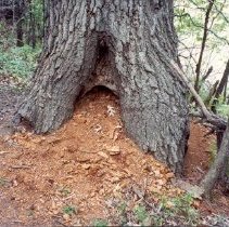 Large Tree on Apple Island