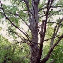 Apple Island - Sugar Maple