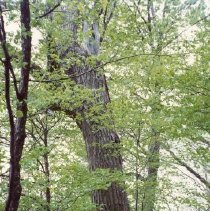 Apple Island - Hole through tree