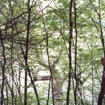 Apple Island - Fishing Tree