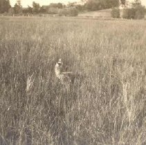 A Mud Hen - Walnut Lake (July 18, 1914).
