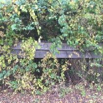 Dorety Merring Sign 2015