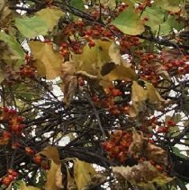 Branches, Leaves and Berries, Dorherty 2015