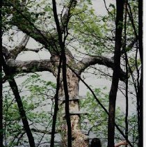 The Fishing Tree 1997