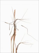 Tanglehead, (Heteropogon contortus)