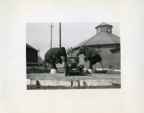 Black and white photographic print taken outside depicting a Packard automobile from the front surrounded by 2 elephants on their hind legs