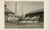 Black and white photographic print taken outside depicting a Packard automobile from the front surrounded by horses