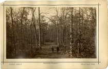 Forest Avenue