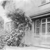 [Trellised plants at the Jesse Lynch Williams house]
