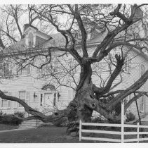 [Catalpa tree in front of the Beatty House]