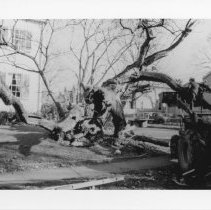 [Removal of catalpa tree, December 1979]