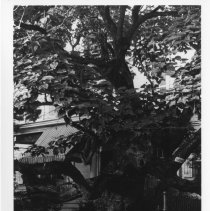 [Catalpa tree, Beatty House]