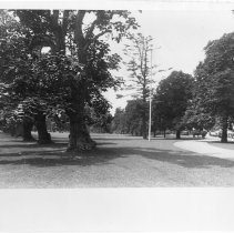 [Catalpa trees lining Stockton Street]