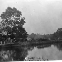 Boices Dairy Herd, Griggstown, N.J.