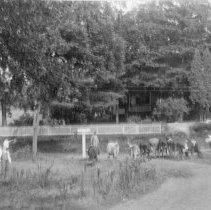 [Dairy Herd, Griggstown]