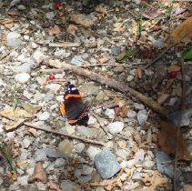 "Butterfly" by Emmanuel Thomas Jefferson