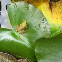 "Frog In Nature" by Fatima Dakroub