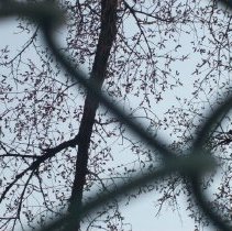 Trees Through  a Fence