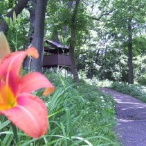 "Path to the Tree House" by Nadia Khreizat