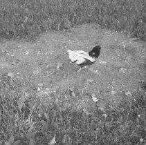 "Chicken" by Yasmina Braish