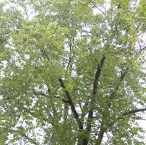 Untitled by Martez Applewhite