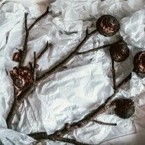 Large cedar branch with round pinecones in preservation box