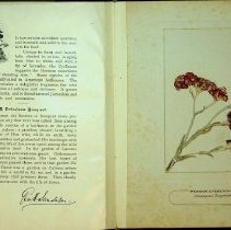 Interior page with text and flower specimen on right