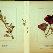 Interior page with flower specimens on left and right