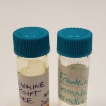 Two samples of oil in glass vials w blue caps
