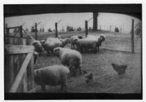 Allgates Estate- Sheep Pen