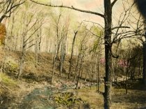 Powder Mill Valley- Cobb's Creek behind the Saw Mill (1917)