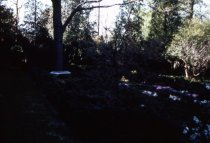 Grange Estate- Gardens (1962)