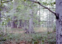 Grange Estate- Fence Between Grange Field and Woodland (1974)
