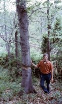 Grange Estate- Ken Tiss with Girdled Tree (1974)