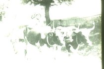 Ox Cart 1909 - Ezra Worrell?