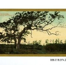 Stunted Oak, Beacon Hill Park, B.C.