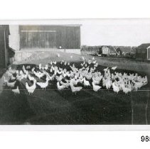 [Uncle Filander's chickens]