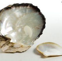Shell, Mollusc