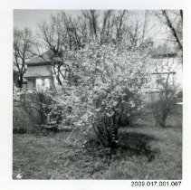 Seibert House backyard