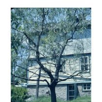 Seibert House backyard