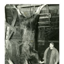 [Jerry Vogel with moose]