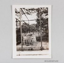 [Wolf in zoo at Victoria Park]